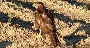 The hawk is released after recovery