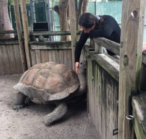 Frost Science staff petting the tortoise. 