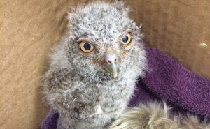 An orphaned baby Eastern screech owl.
