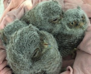 Three orphaned baby Eastern screech owls.