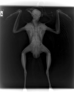 Red-shouldered Hawk X-Ray