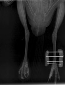 Red-shouldered Hawk X-Ray