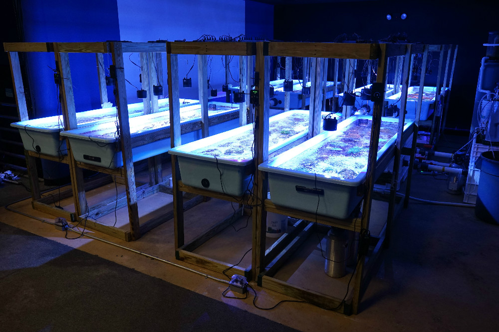 Frost Science coral propagation area allows precise control of water quality and light levels.