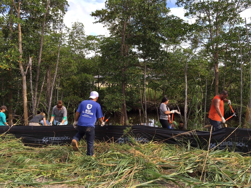 Volunteers work hard to clear out the invasive plants including Australian Pine and Burma Reed from the restoration site